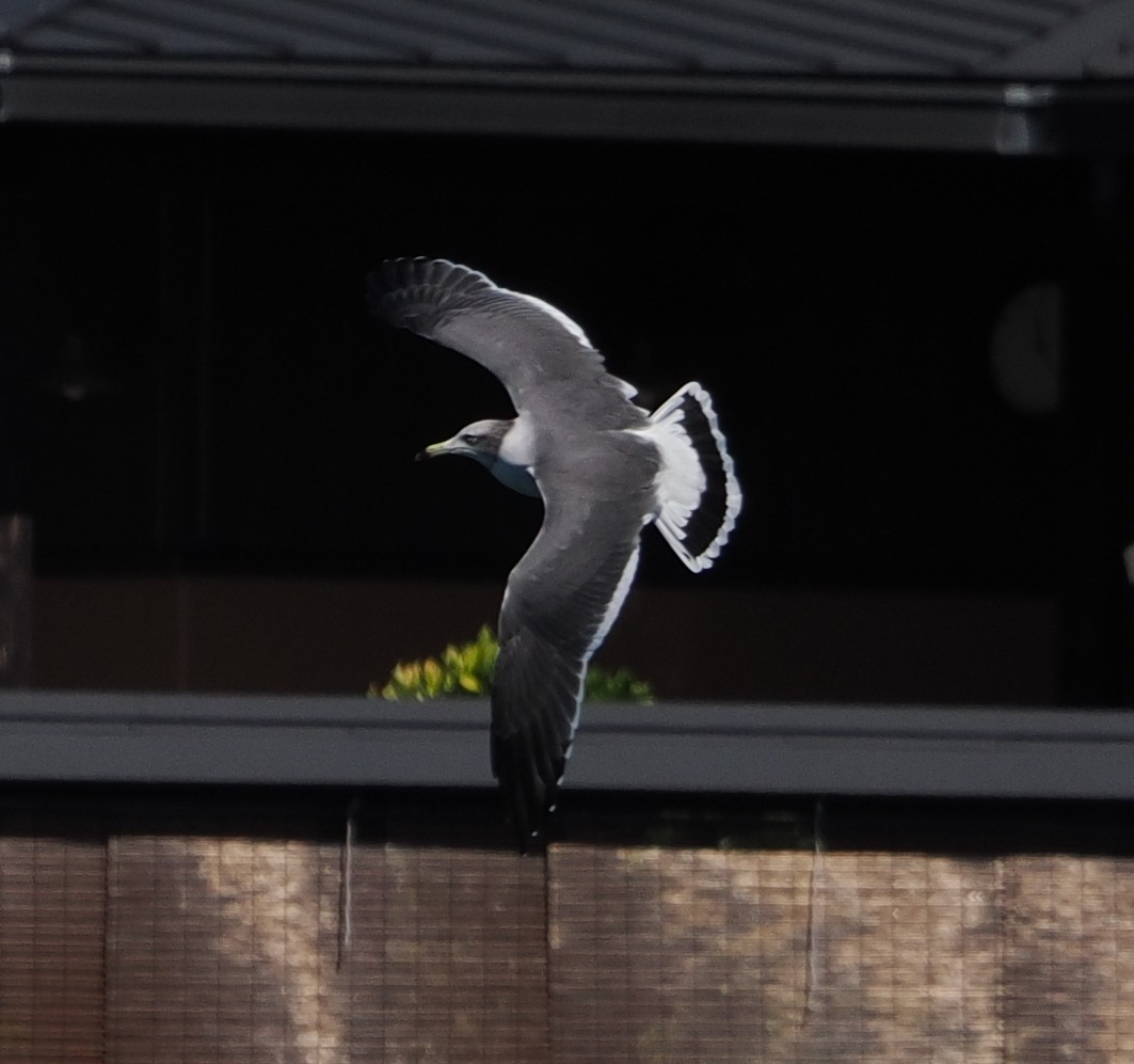 japanmåke - ML646732483