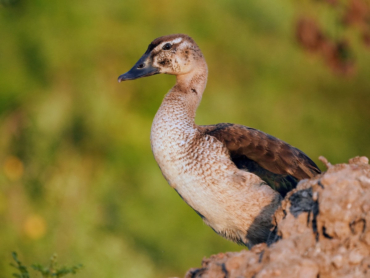 Качка шишкодзьоба - ML646732487