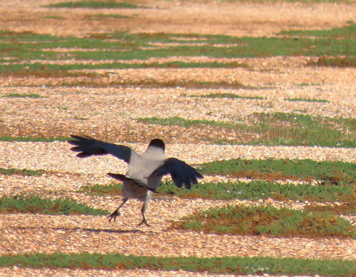 Ворона сіра - ML646732491