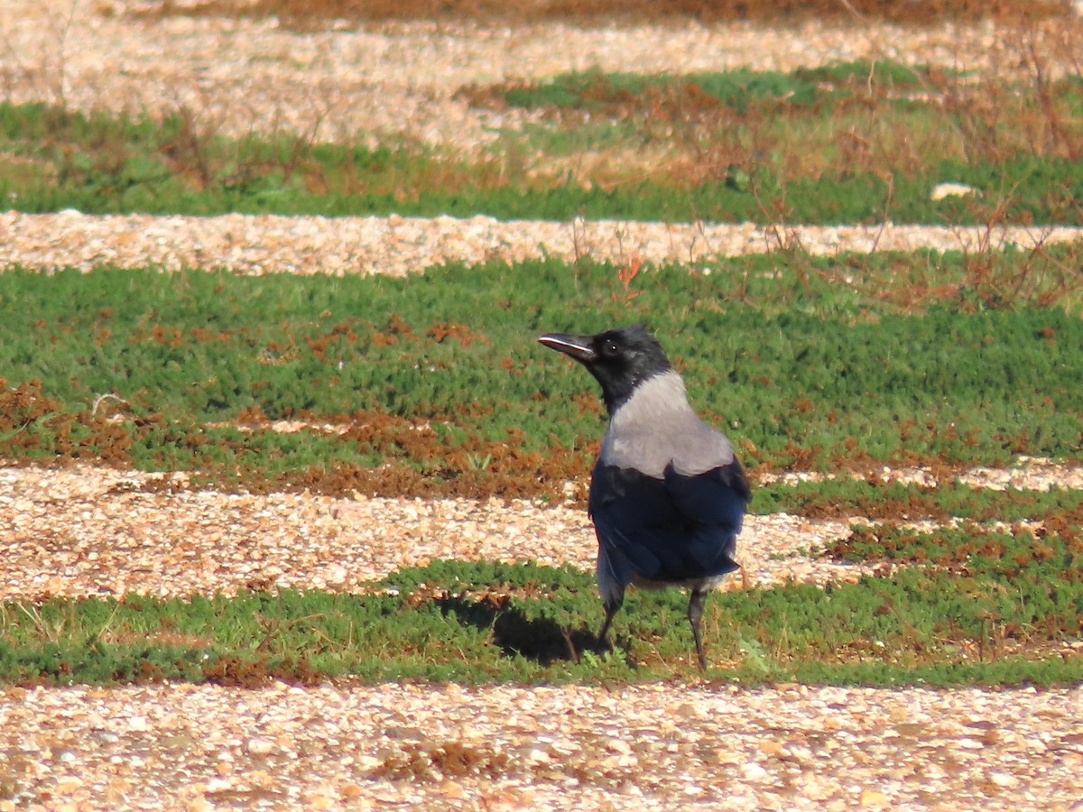 Ворона сіра - ML646732492