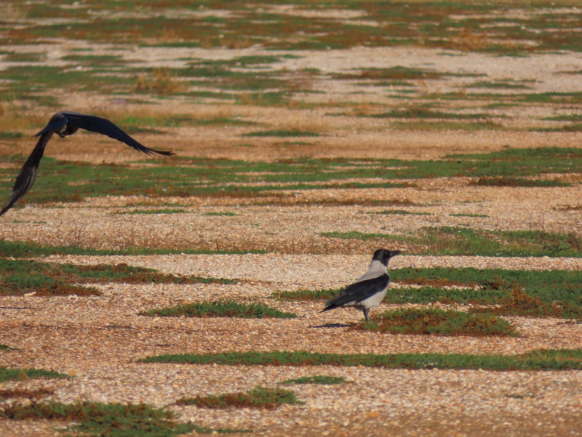 Ворона сіра - ML646732493