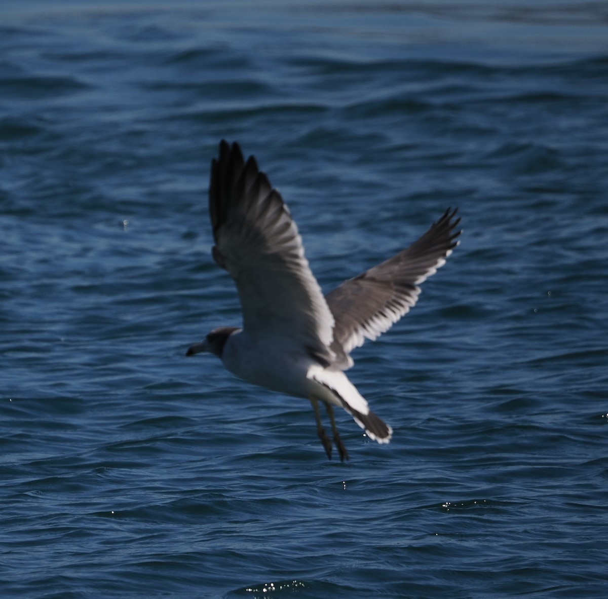 japanmåke - ML646732496