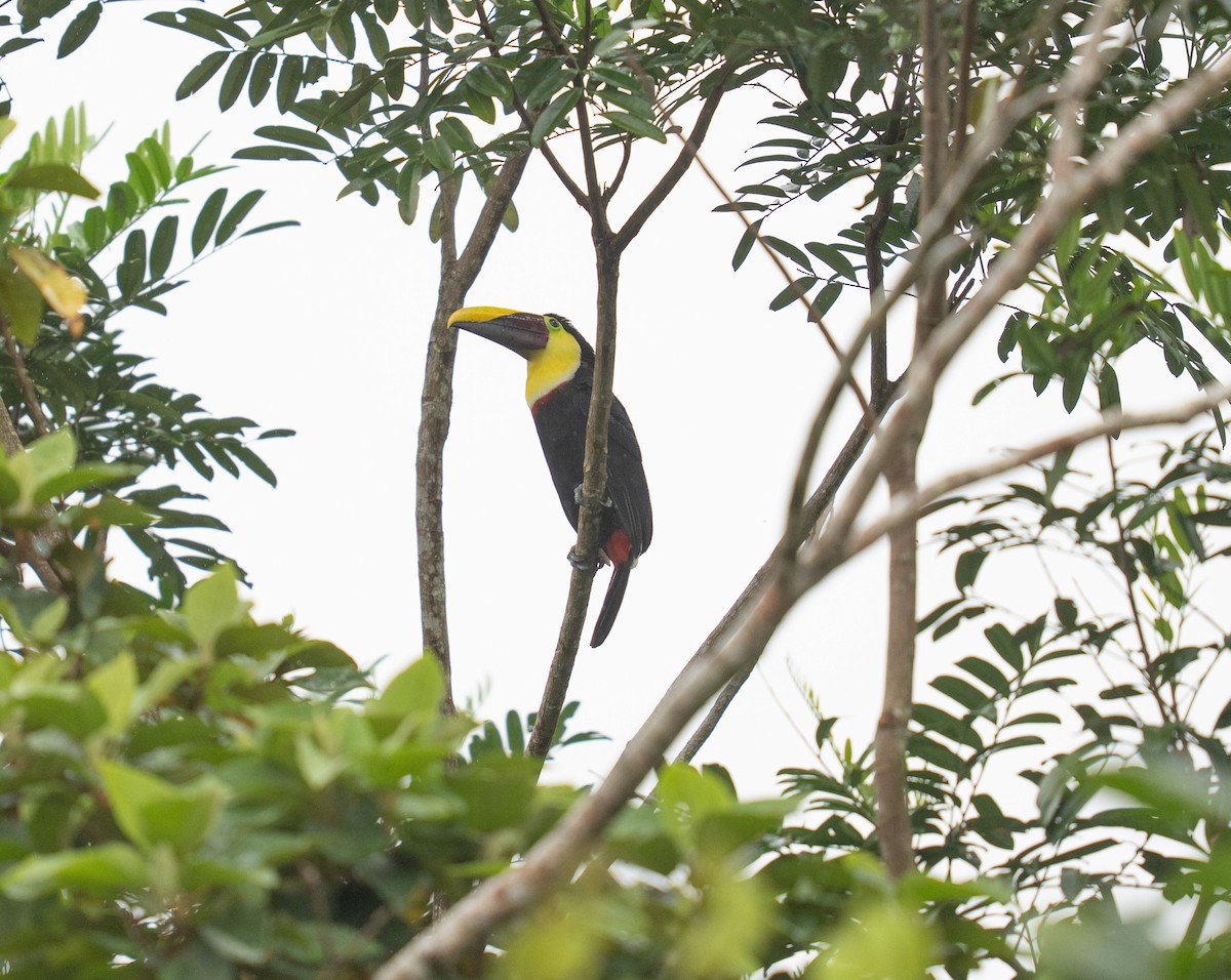 Yellow-throated Toucan - ML646732497