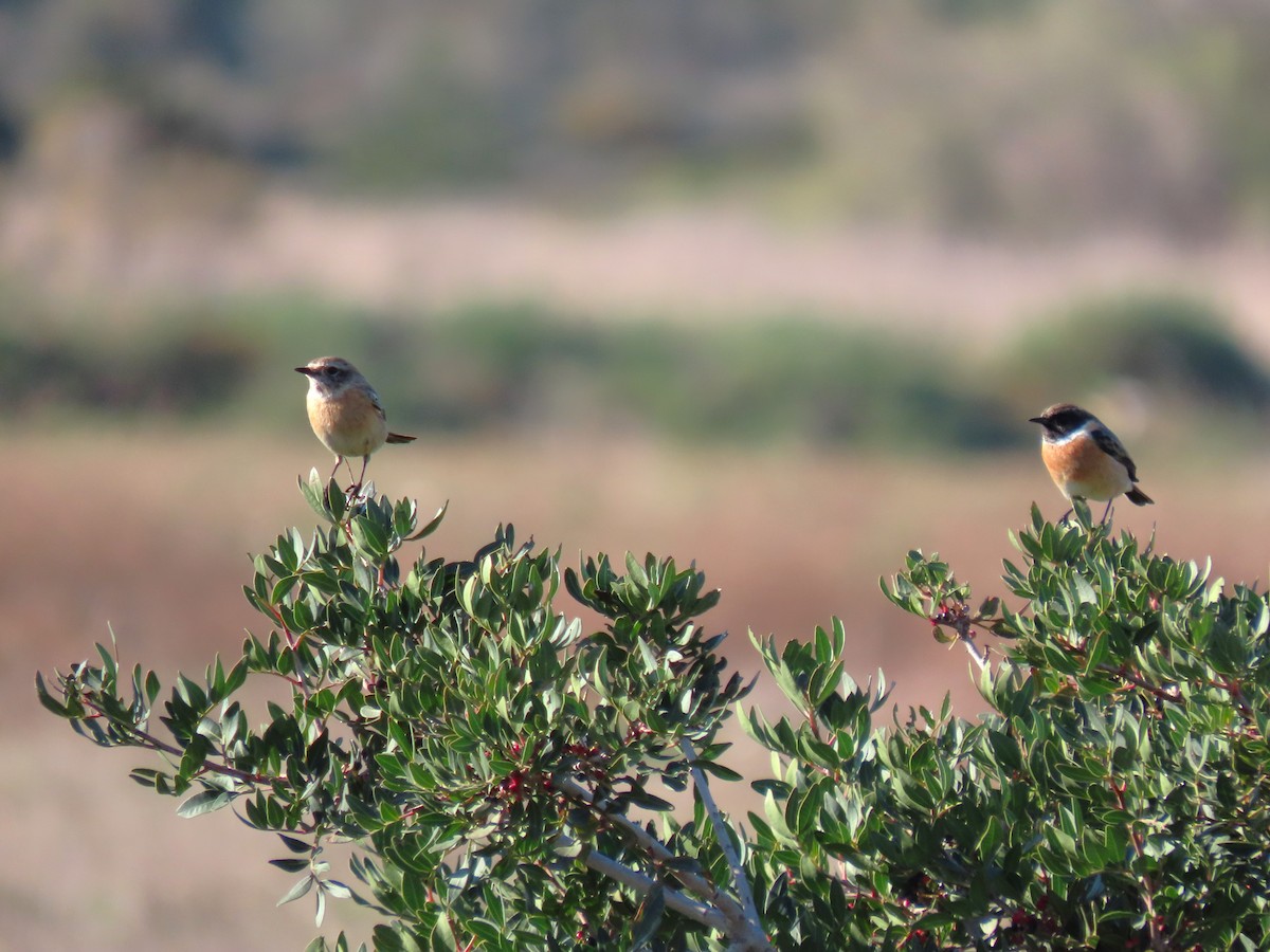 Трав'янка чорноголова - ML646732498