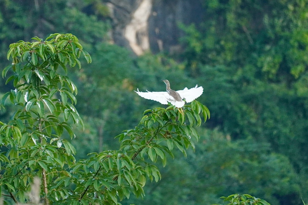 アカガシラサギ - ML646732501