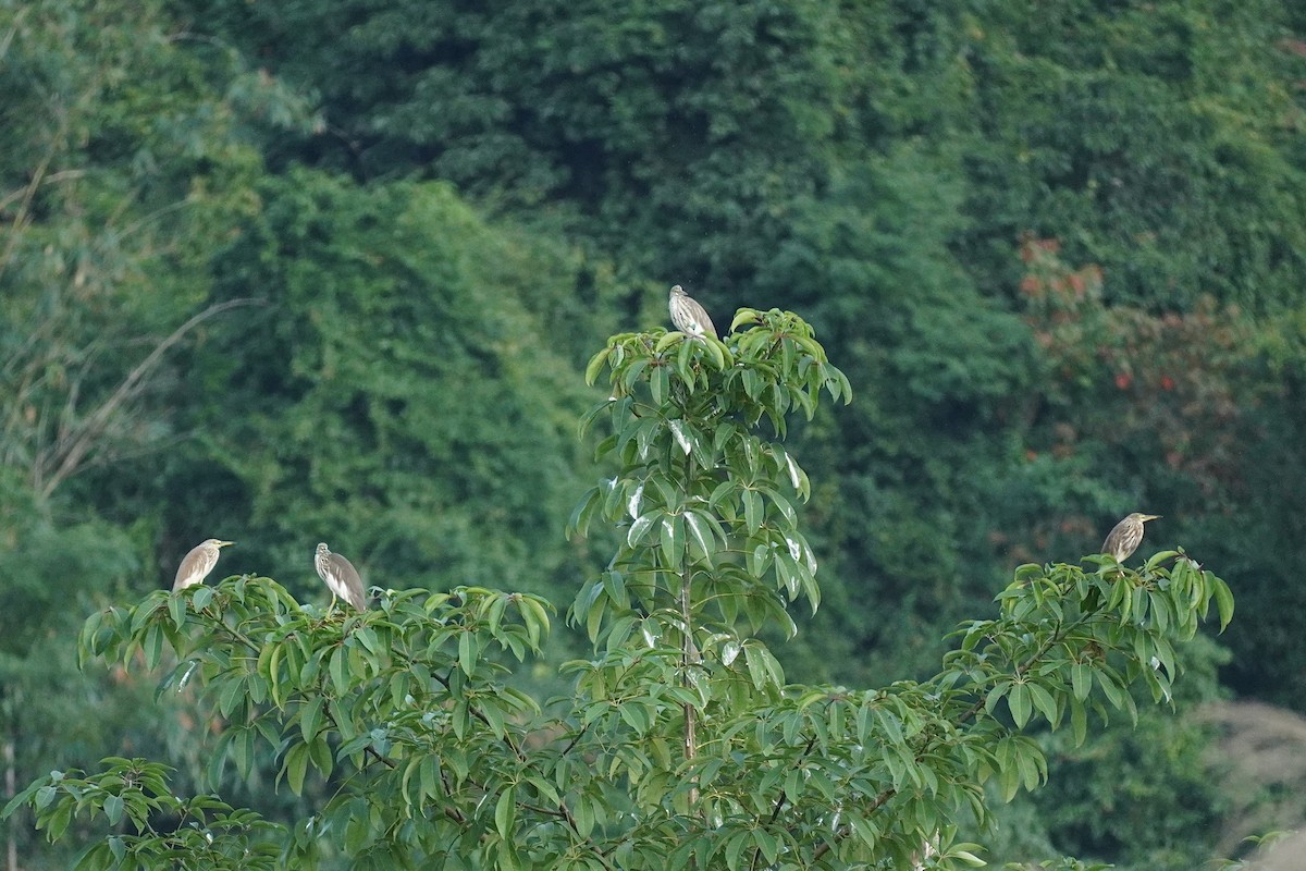 アカガシラサギ - ML646732502