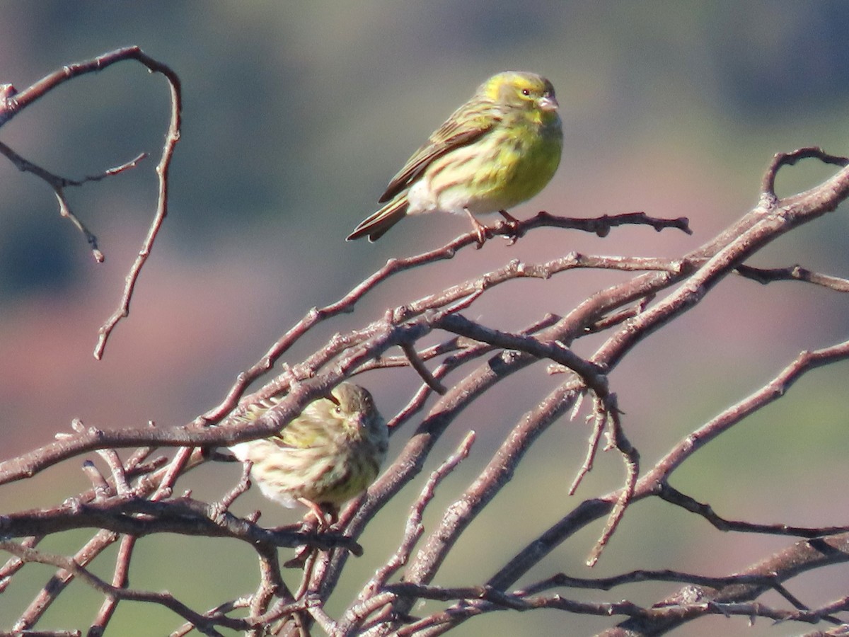 Щедрик європейський - ML646732503