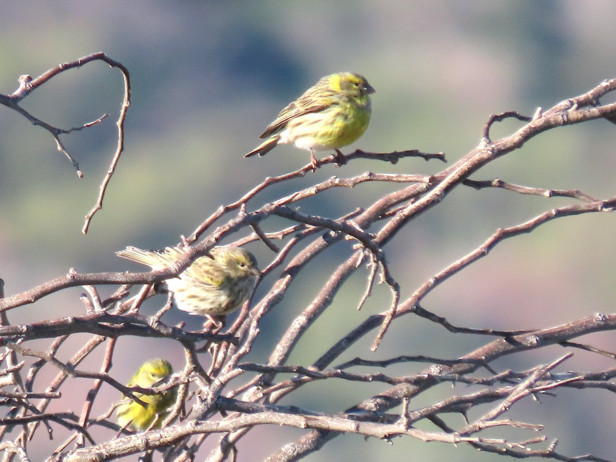 Щедрик європейський - ML646732505