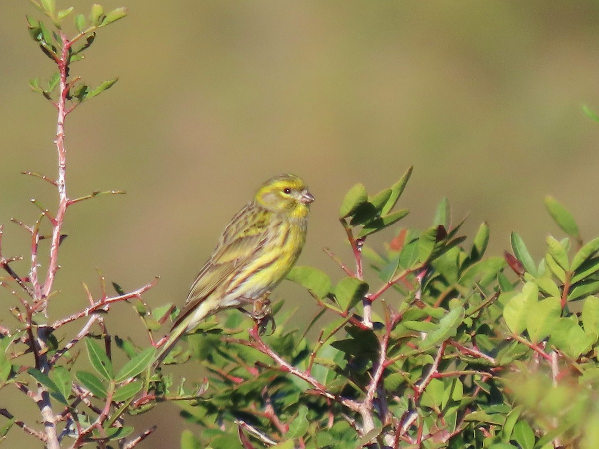 Щедрик європейський - ML646732506