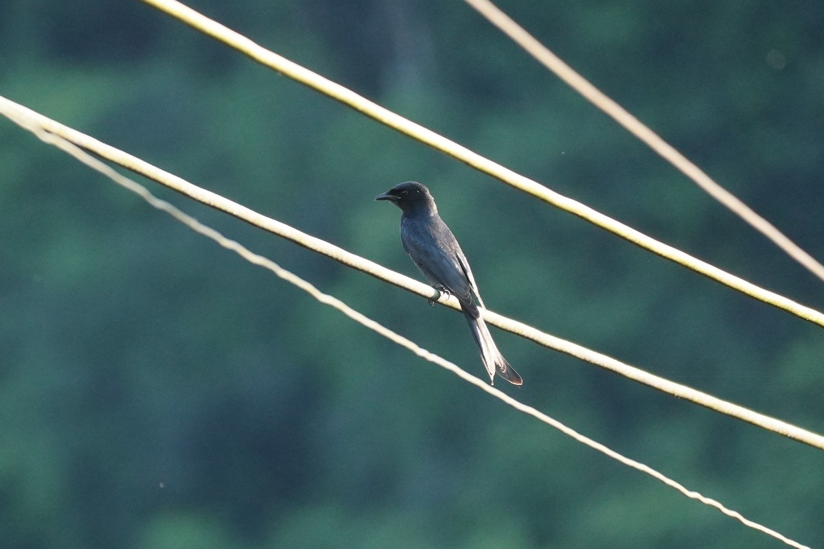 オウチュウ - ML646732508