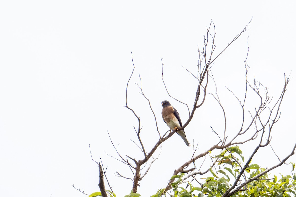 נץ סיני - ML646732509