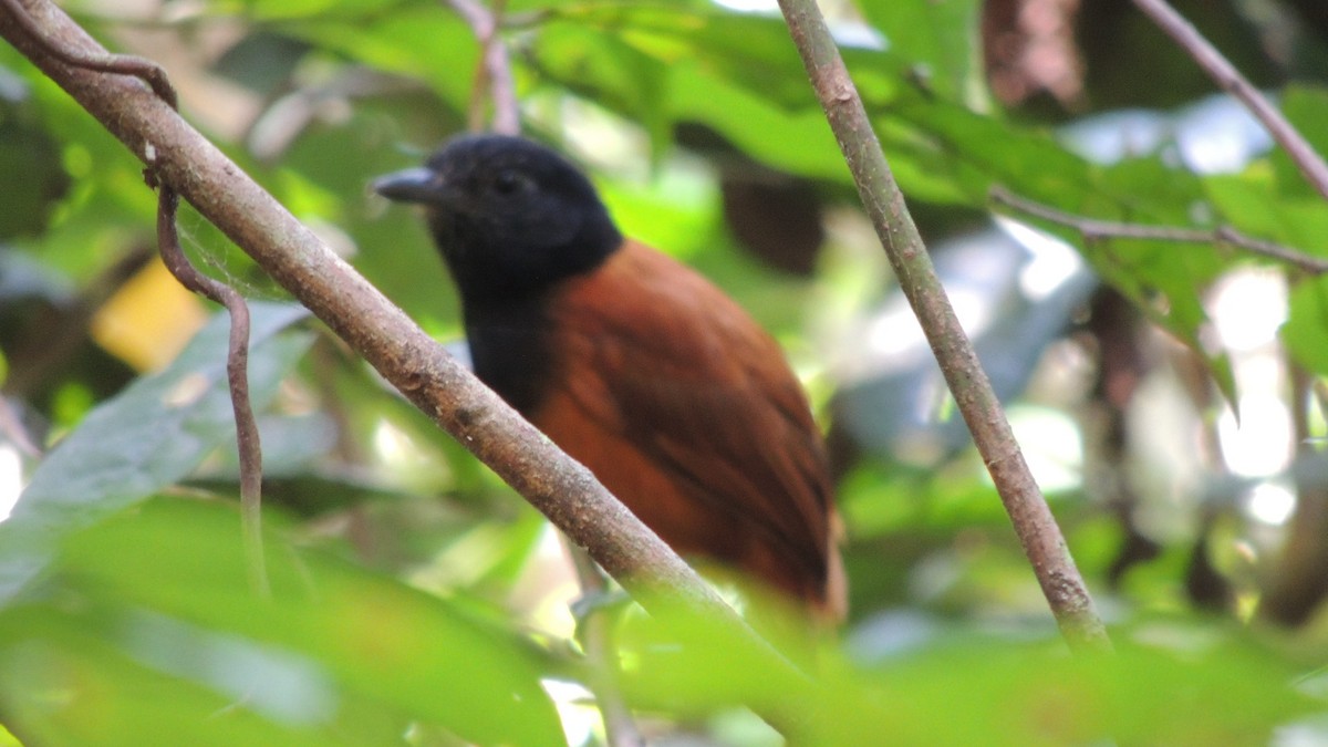 Cocha Antshrike - ML64673251