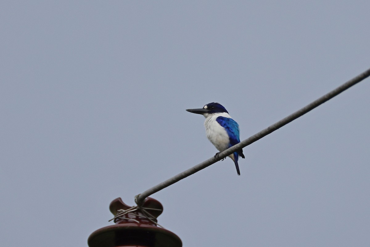 Blue-and-white Kingfisher - ML646732510