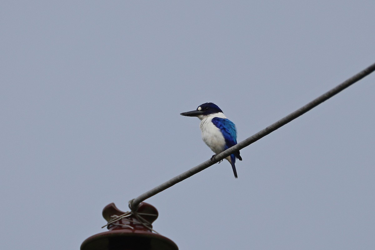 Blue-and-white Kingfisher - ML646732511