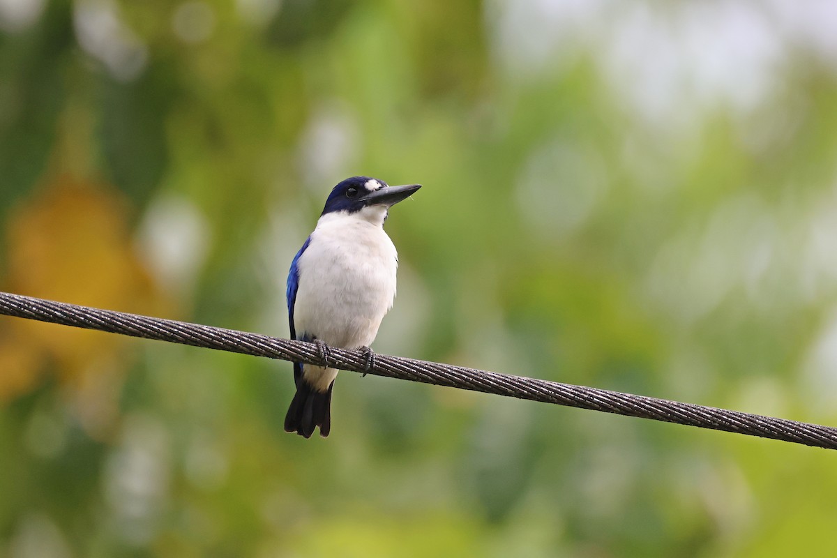 Blue-and-white Kingfisher - ML646732512