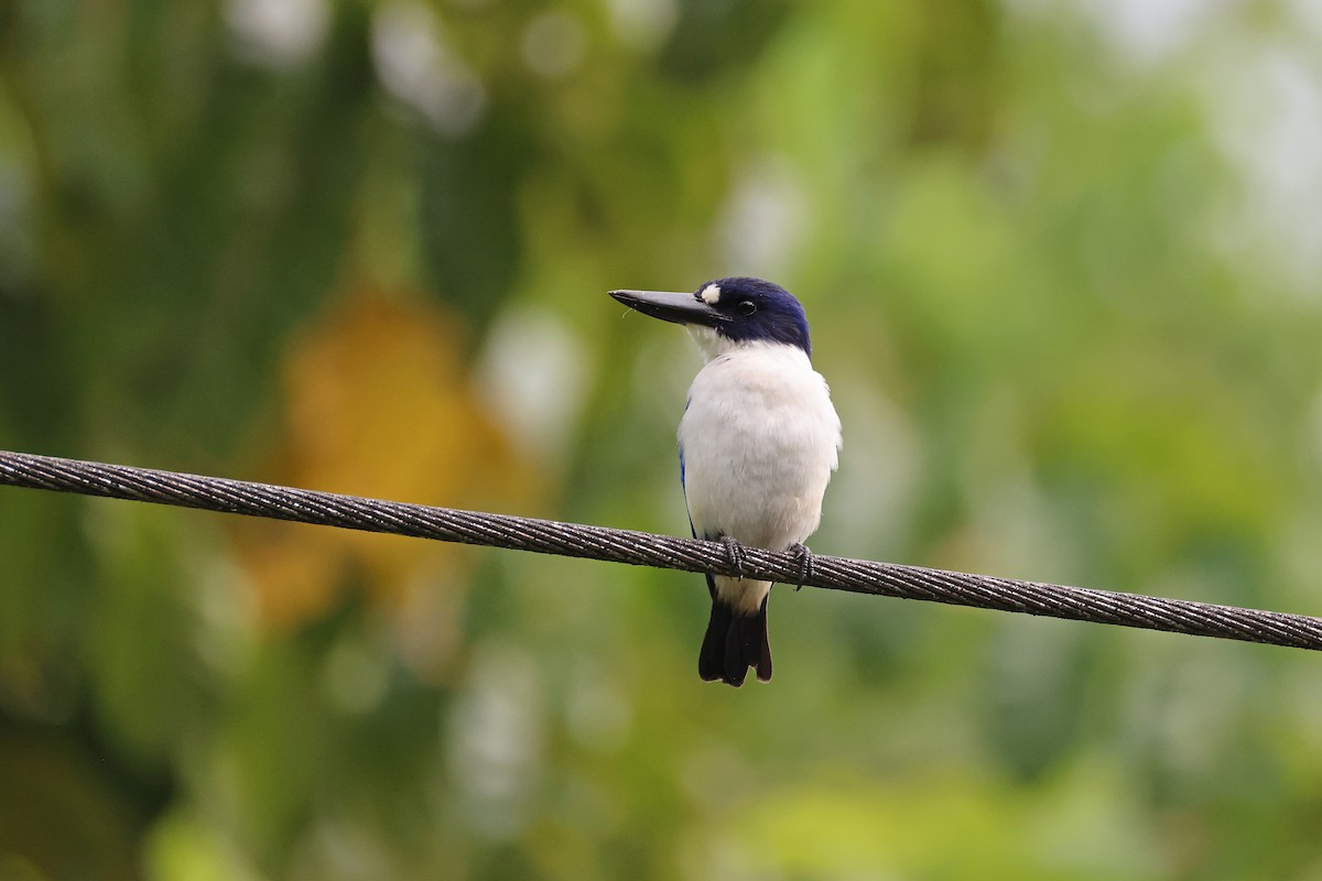 Blue-and-white Kingfisher - ML646732513