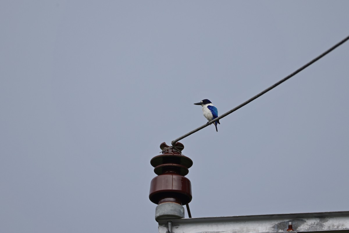 Blue-and-white Kingfisher - ML646732514