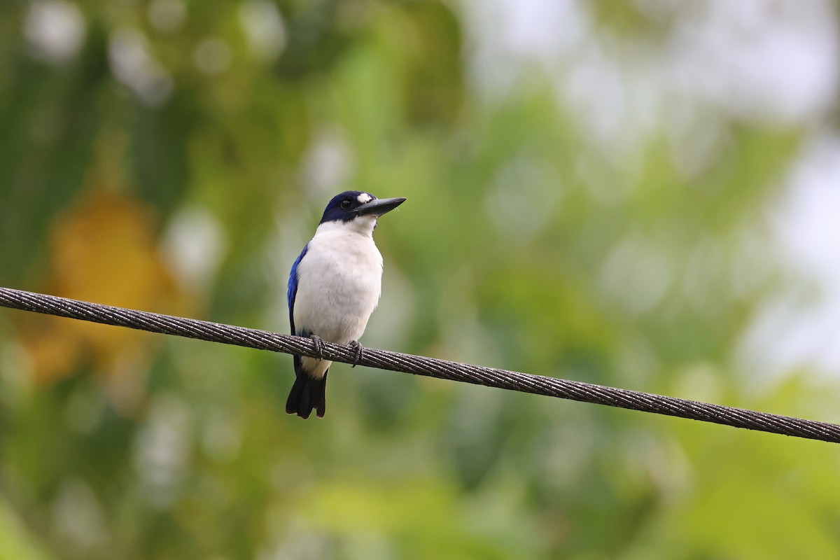 Blue-and-white Kingfisher - ML646732515