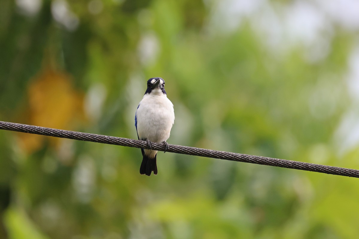 Blue-and-white Kingfisher - ML646732516