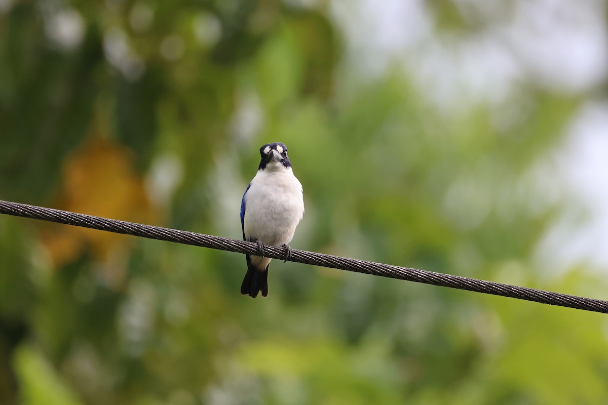 Blue-and-white Kingfisher - ML646732517