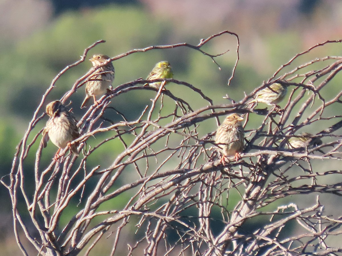 Просянка - ML646732518