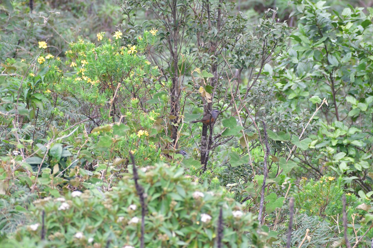 Palani Laughingthrush - ML646732519