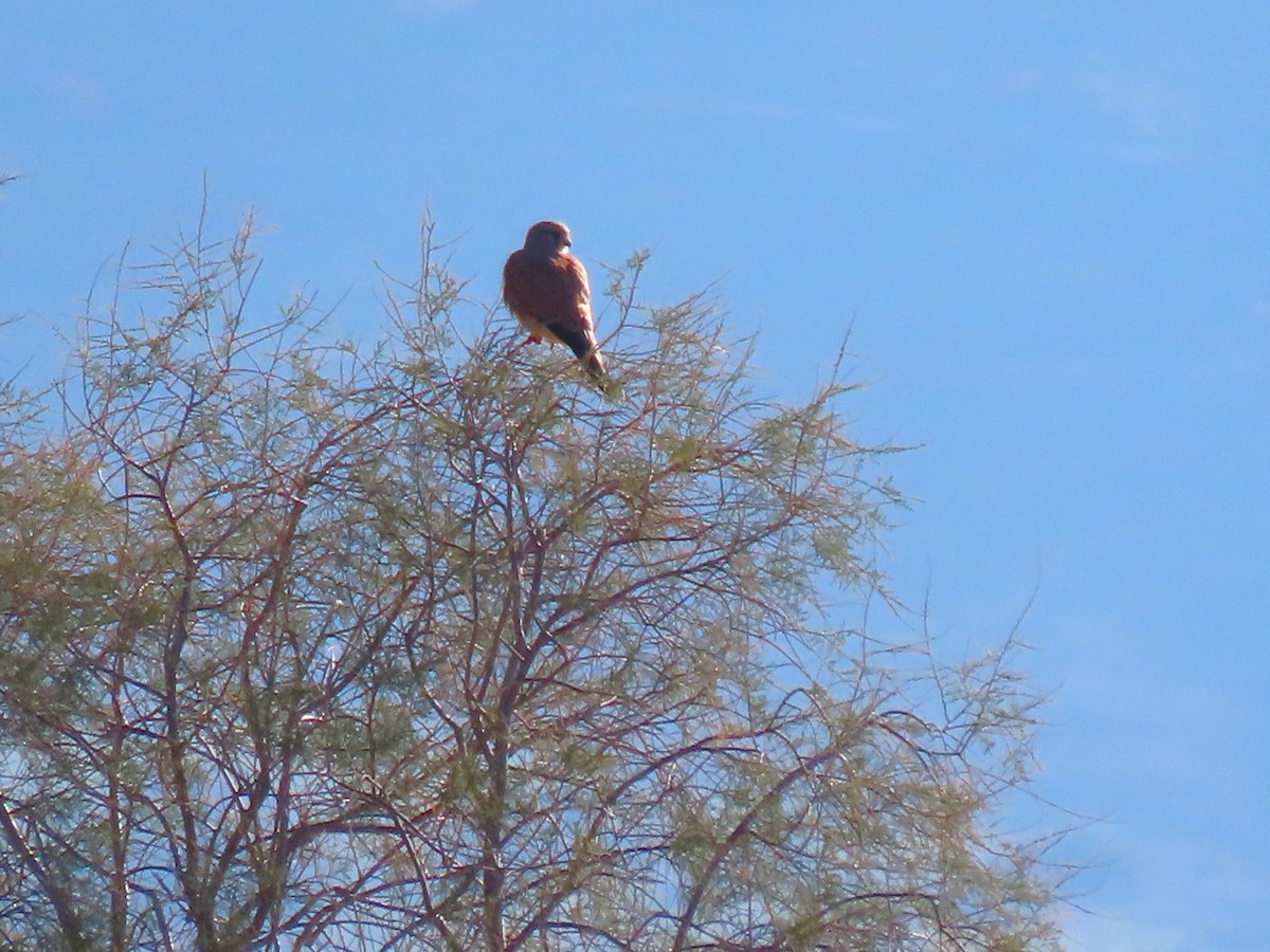 Боривітер звичайний - ML646732520