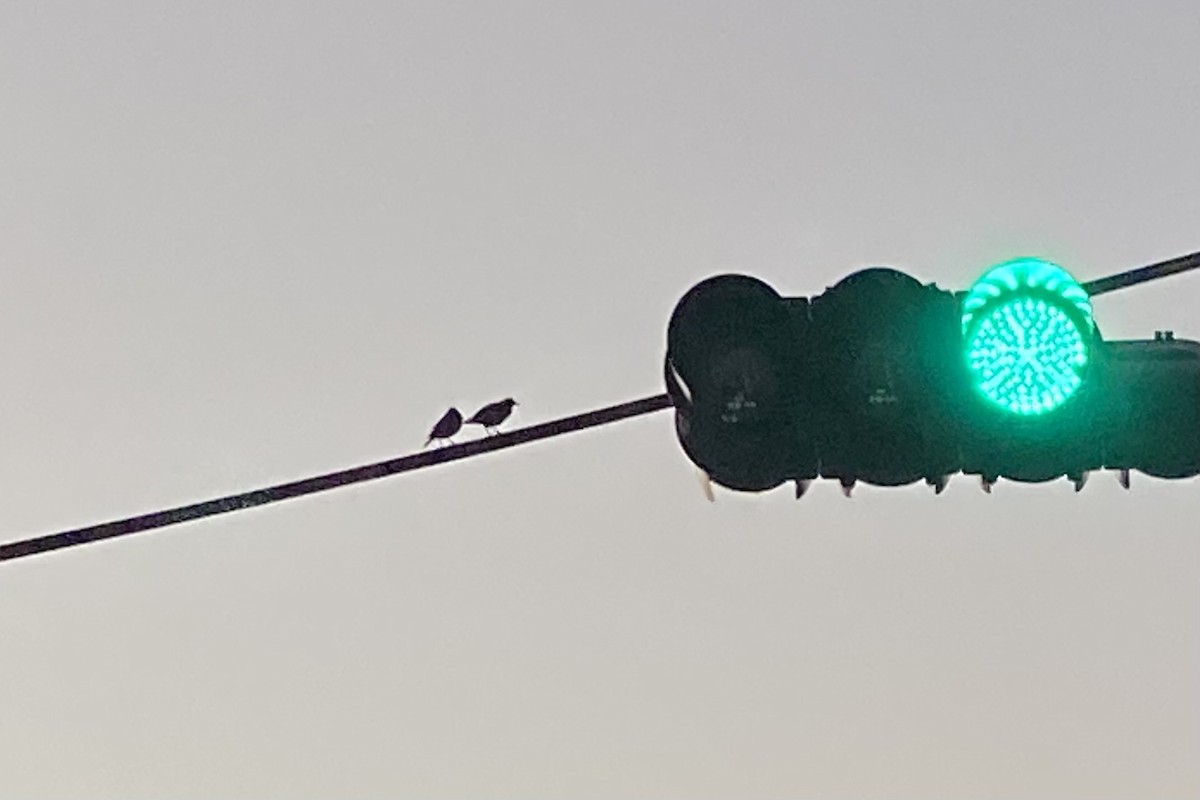 Майна яванська - ML646732522