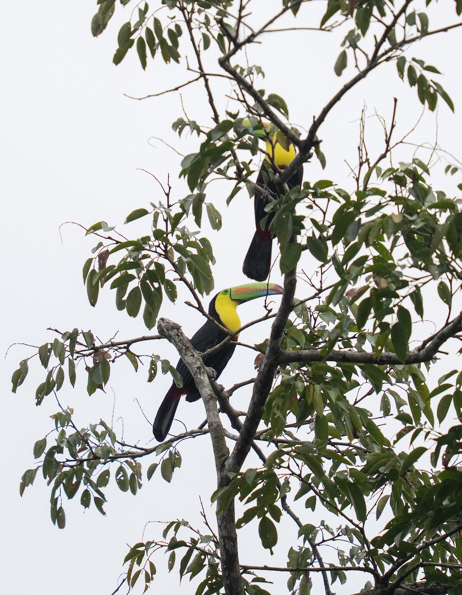 Keel-billed Toucan - ML646732523