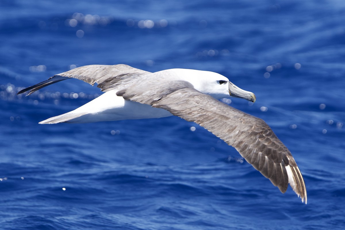 White-capped Albatross - ML646732526