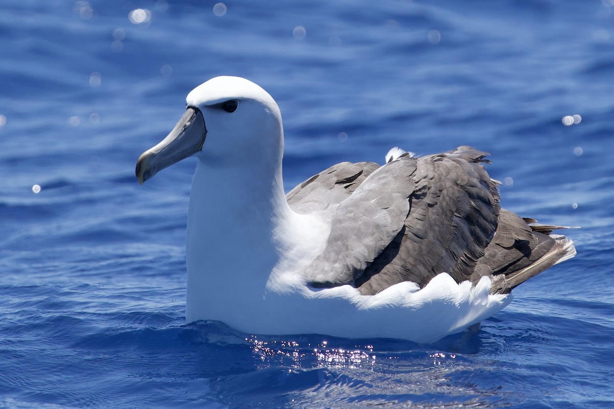 White-capped Albatross - ML646732528