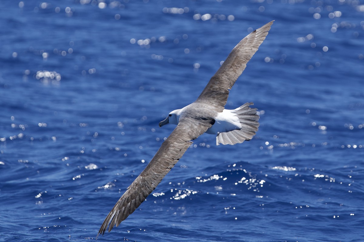 White-capped Albatross - ML646732529