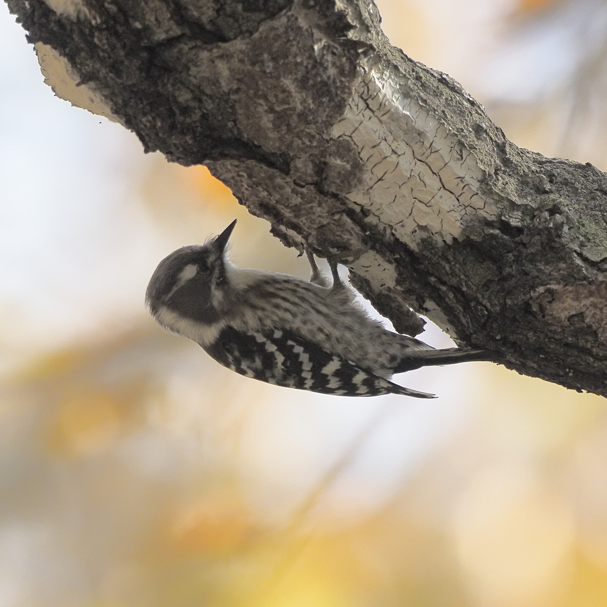 Japanese Pygmy Woodpecker - ML646732533