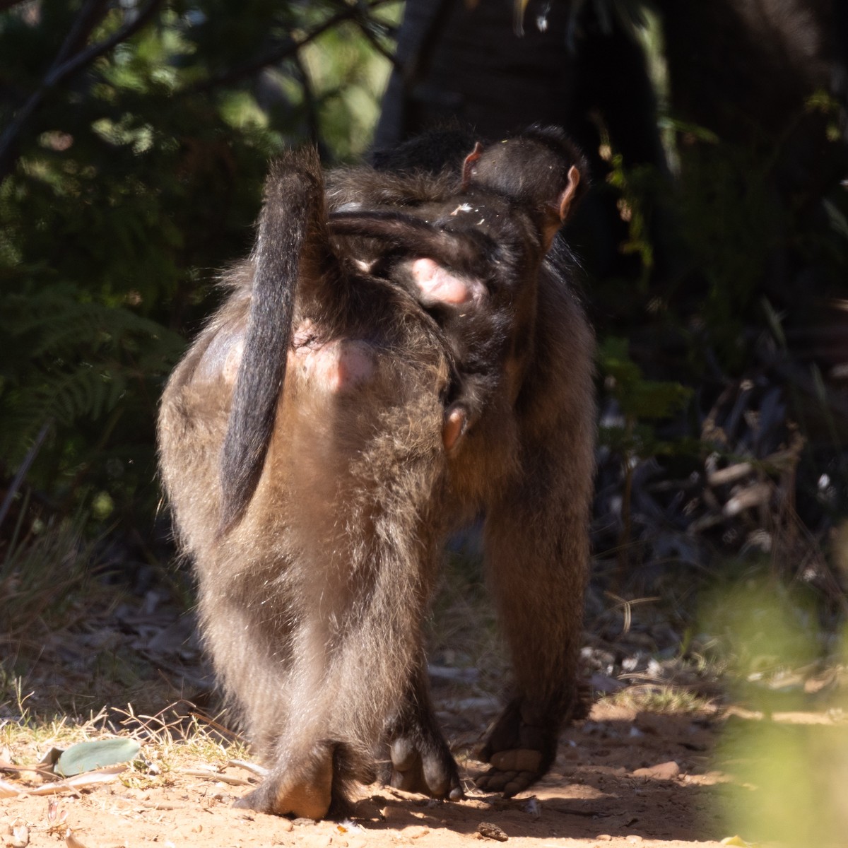 Cape Chacma Baboon - ML646732534