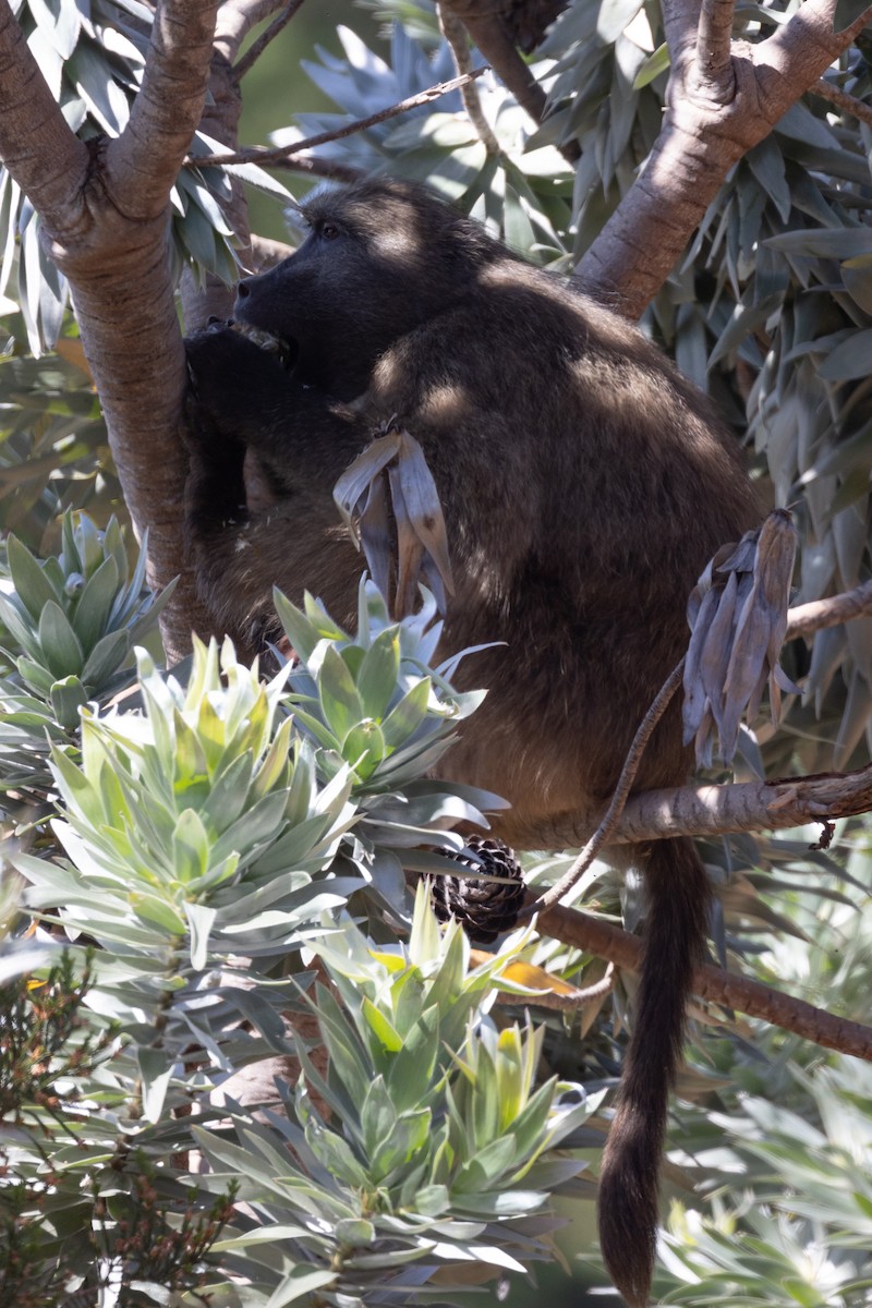 Cape Chacma Baboon - ML646732535