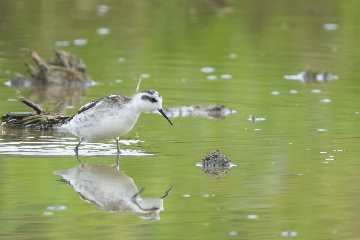 Denizdüdükçünü - ML646732536