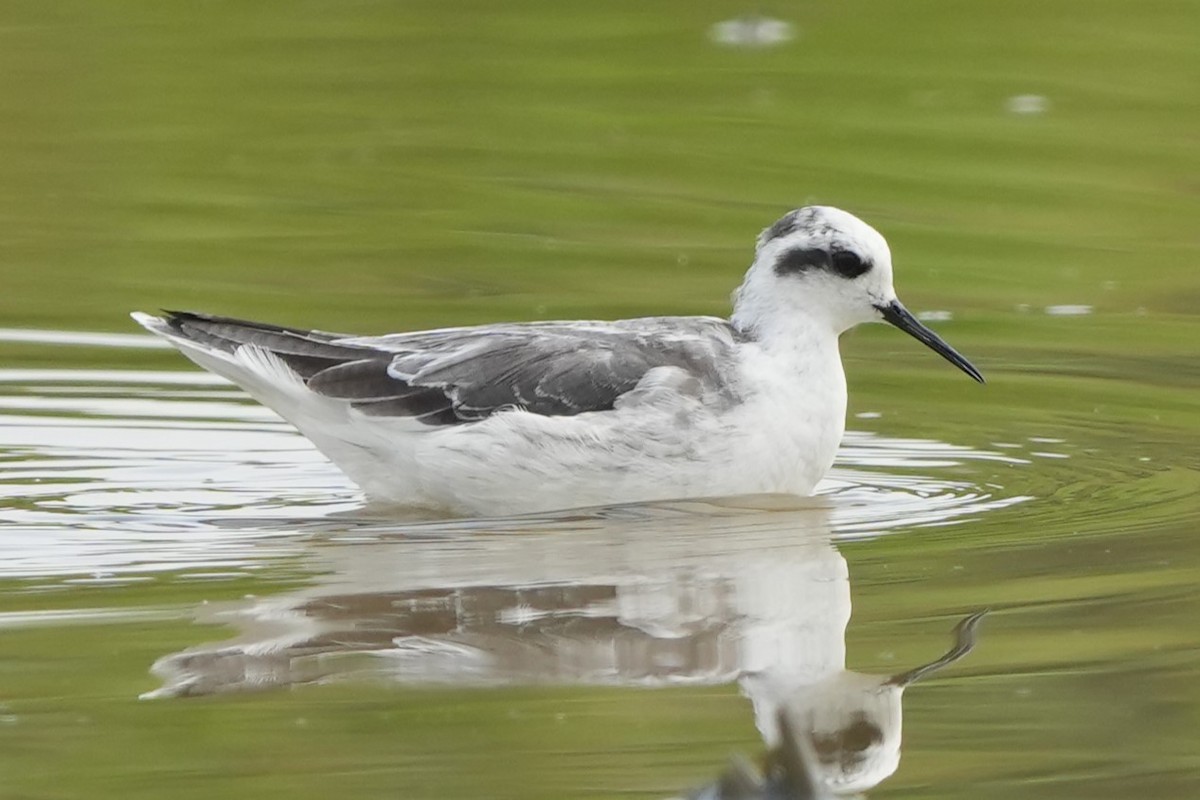 Denizdüdükçünü - ML646732537