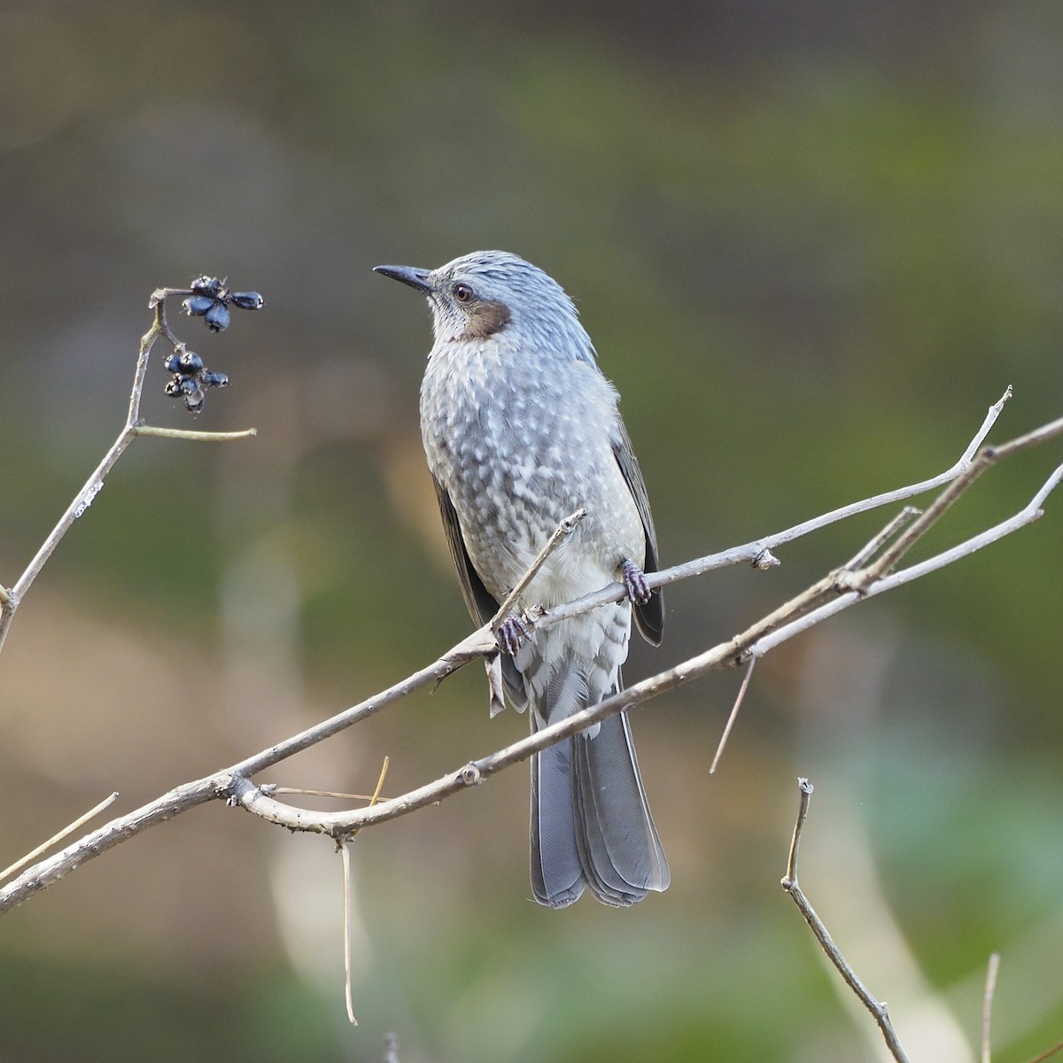 Brown-eared Bulbul - ML646732538