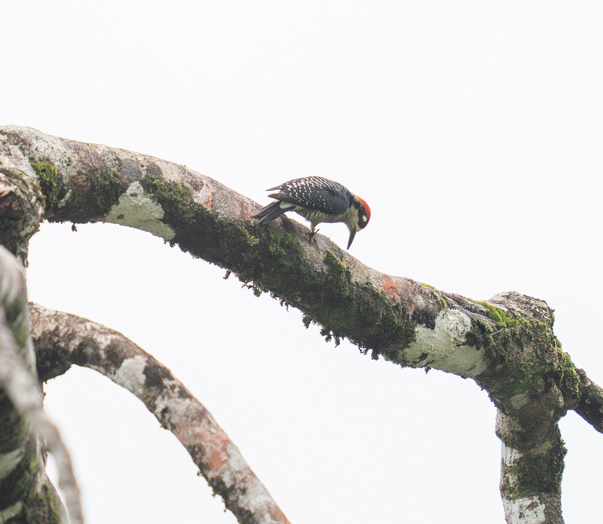 Black-cheeked Woodpecker - ML646732540