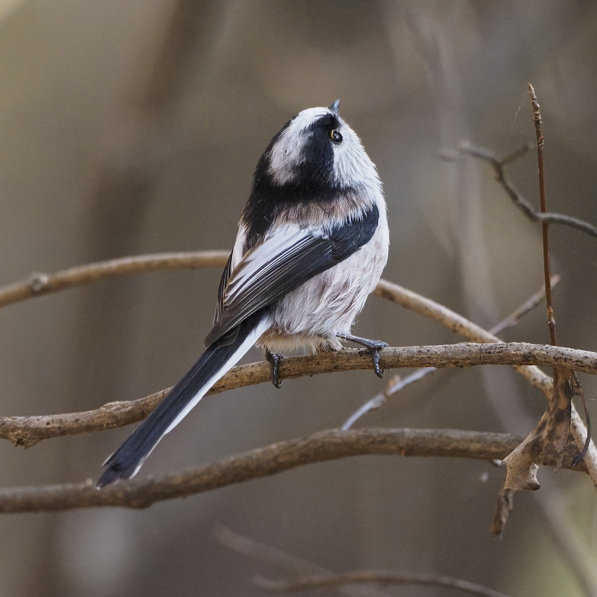 Buztanluze arrunta - ML646732541