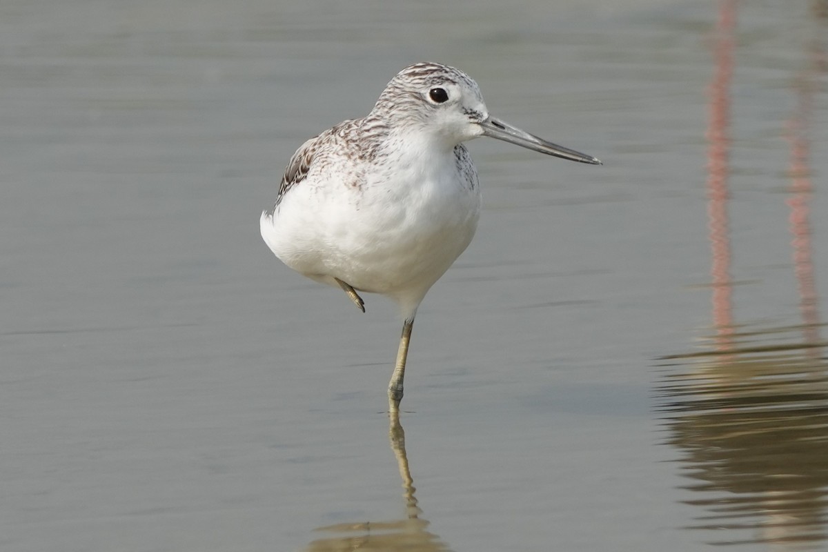 vodouš šedý - ML646732544