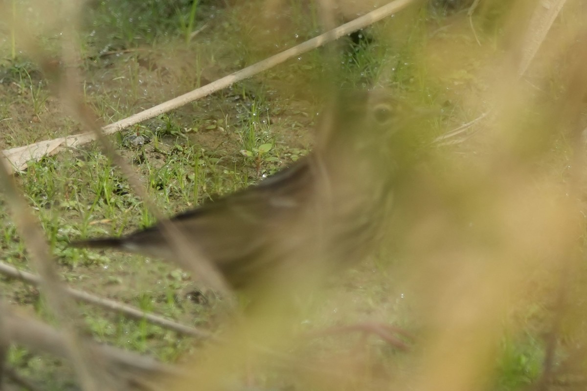 Peçora İncirkuşu - ML646732545