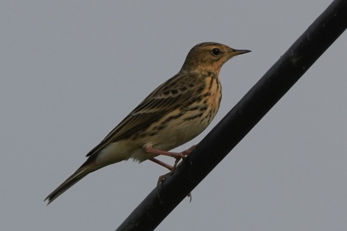 Kızıl Gerdanlı İncirkuşu - ML646732550