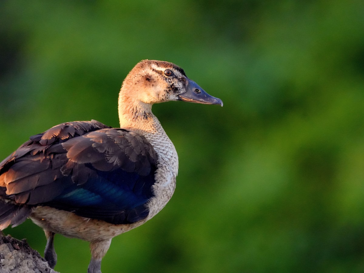 Качка шишкодзьоба - ML646732551