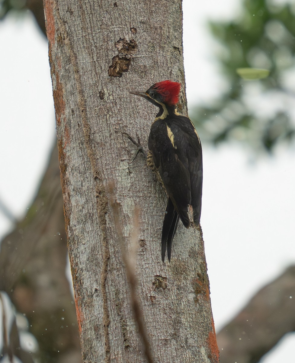 Lineated Woodpecker - ML646732553