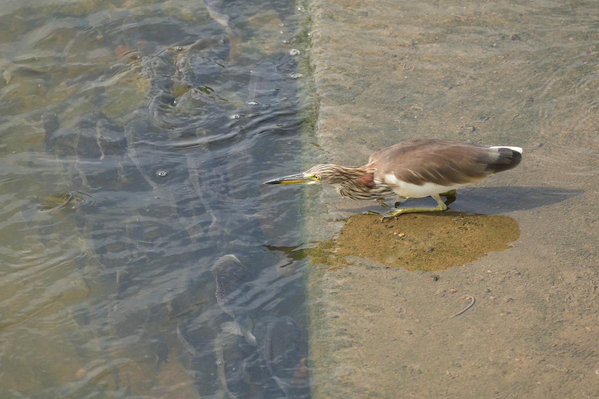 Küçük Ak Balıkçıl - ML646732557