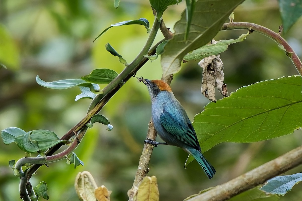 Scrub Tanager - ML646732559