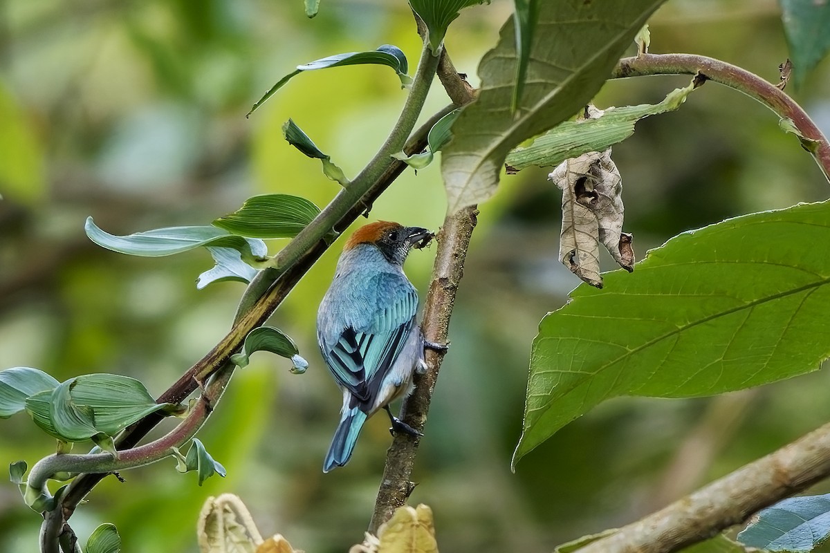 Scrub Tanager - ML646732560