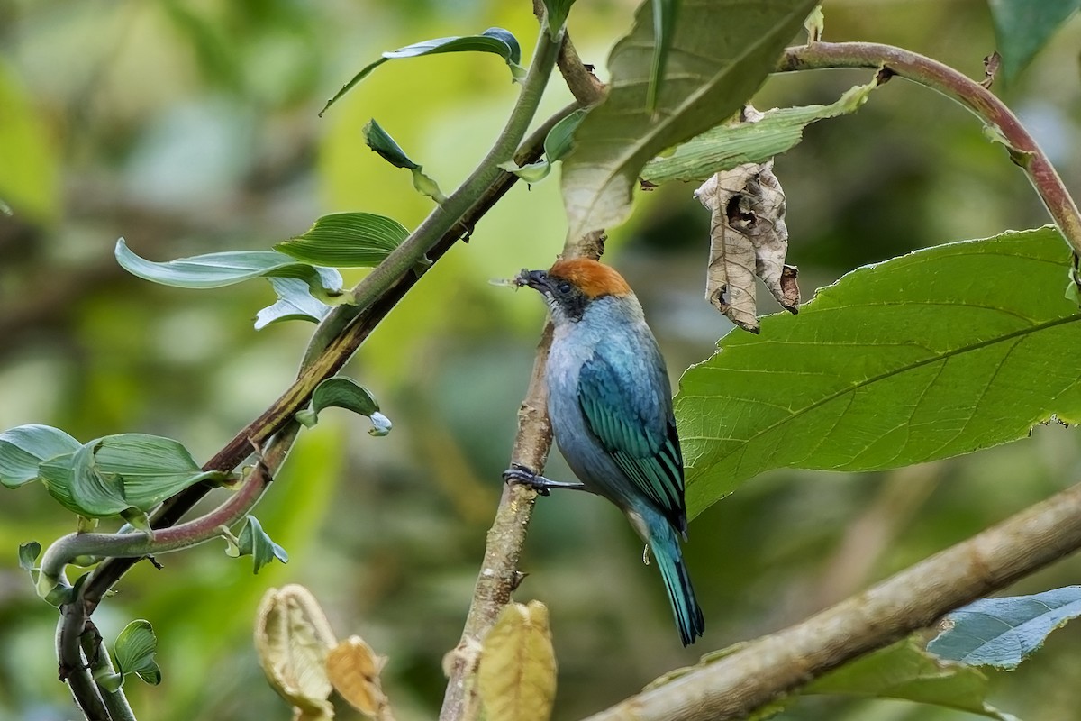 Scrub Tanager - ML646732561