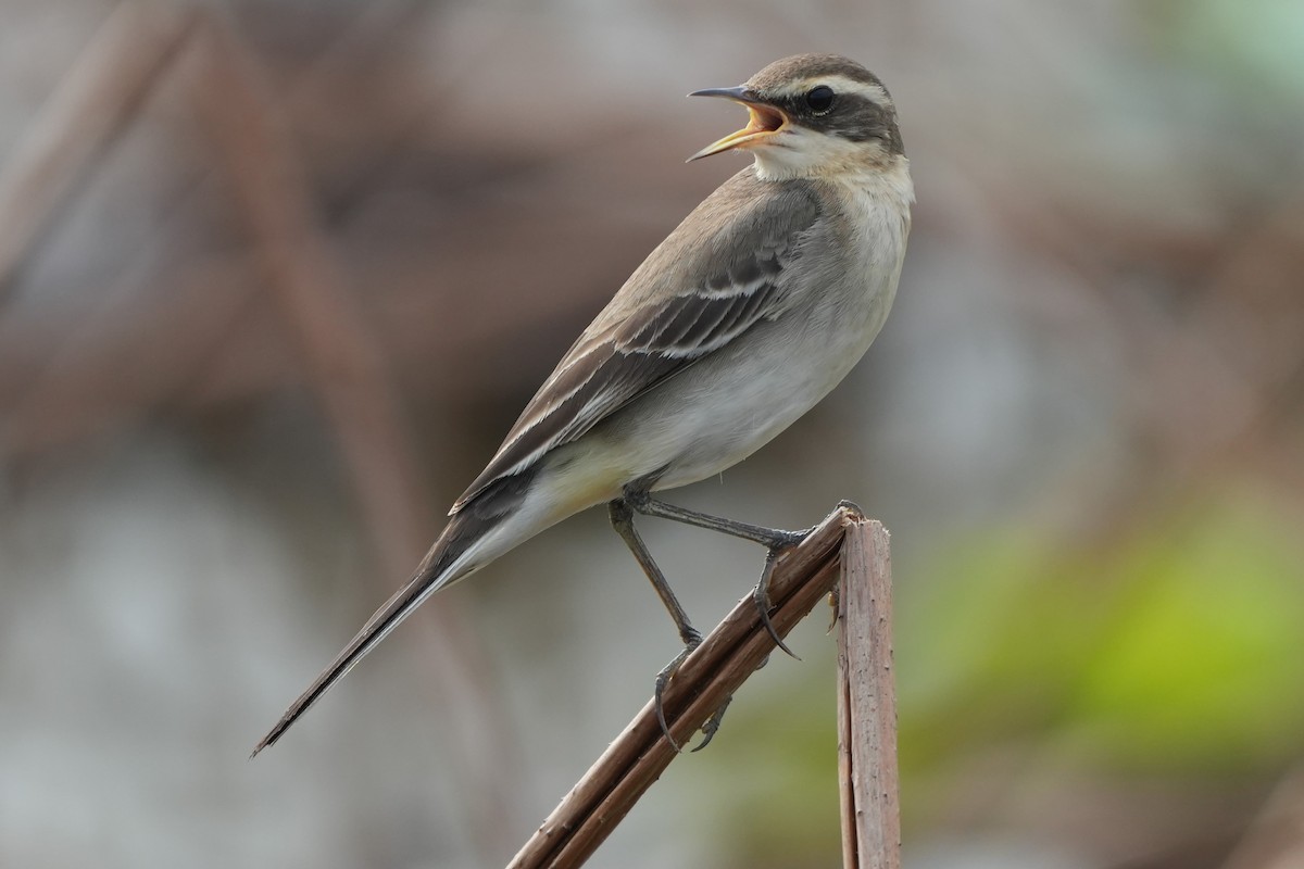 Çukçen Kuyruksallayanı (taivana) - ML646732562